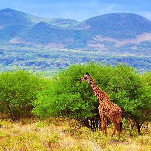 kenya safari holidays